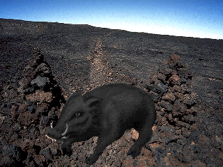 Mauna Loa