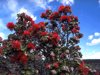 Mauna Loa